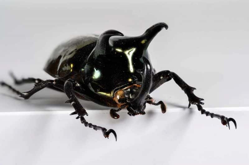 HDT1010261S80c-80-Chalcosoma-atlas
