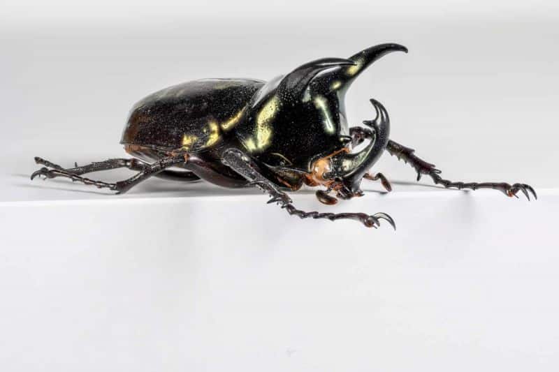 HDT1010341S80c-80-Chalcosoma-atlas