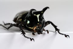 HDT1010261S80c-80-Chalcosoma-atlas