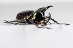 HDT1010341S80c-80-Chalcosoma-atlas