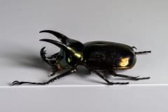 HDT1010821S80c-80-Chalcosoma-atlas