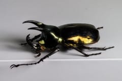 HDT1010901S80c-80-Chalcosoma-atlas