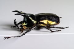 HDT1010981S80c-80-Chalcosoma-atlas