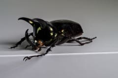 HDT1011061S80c-80-Chalcosoma-atlas