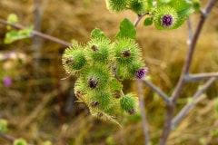 Blüten einer großen Klette
