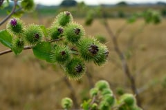 Blüten einer großen Klette