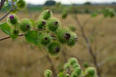 Blüten einer großen Klette