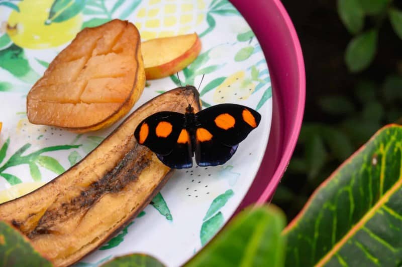 Foto-1035719-DE-Emsflower-Schmetterlingshaus-web-1920-80