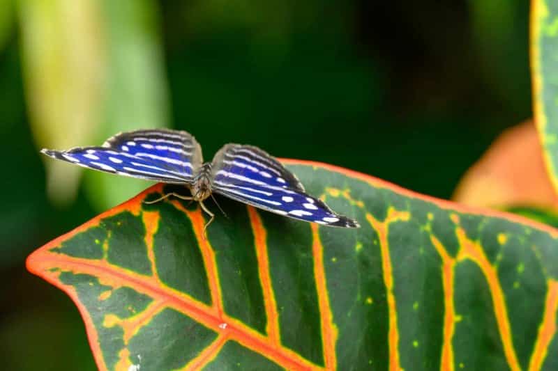 Foto-1035756-DE-Emsflower-Schmetterlingshaus-web-1920-80