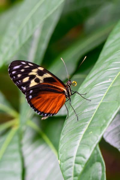 Foto-1035795-DE-Emsflower-Schmetterlingshaus-web-1920-80