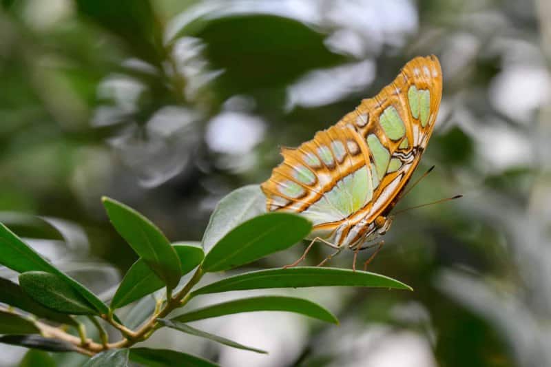 Foto-1035869-DE-Emsflower-Schmetterlingshaus-web-1920-80