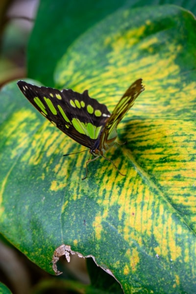 Foto-1035877-DE-Emsflower-Schmetterlingshaus-web-1920-80