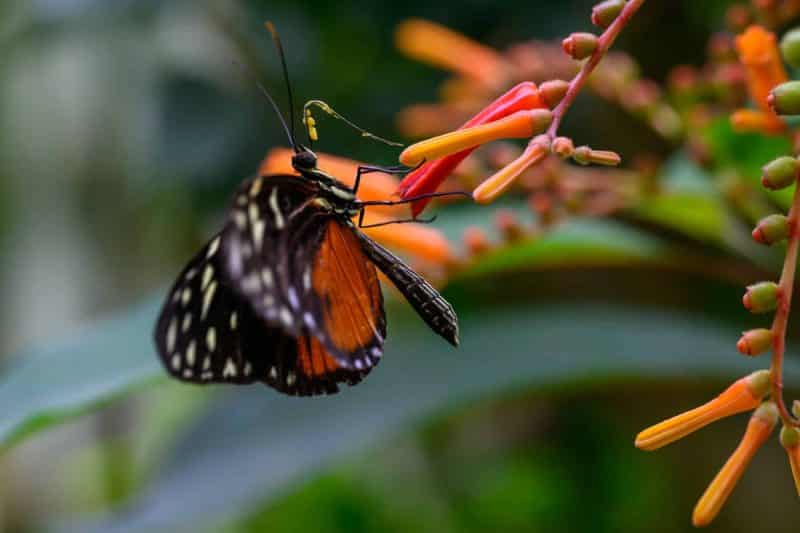 Foto-9016319-DE-Emsflower-Schmetterlingshaus-web-1920-80