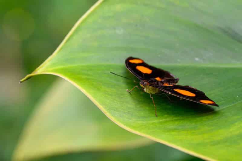 Foto-9016330-DE-Emsflower-Schmetterlingshaus-web-1920-80