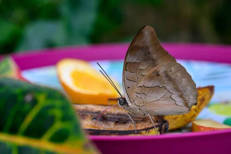 Foto-9016332-DE-Emsflower-Schmetterlingshaus-web-1920-80