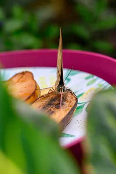 Foto-9016338-DE-Emsflower-Schmetterlingshaus-web-1920-80