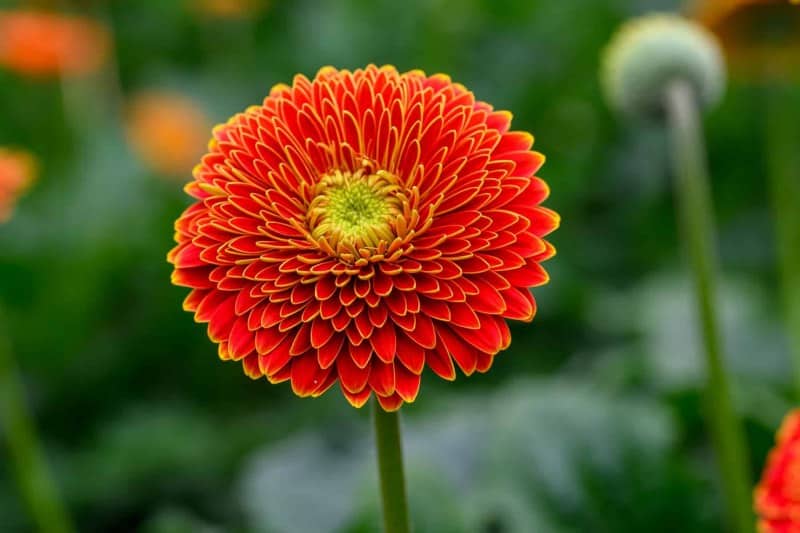 Foto-9016538-DE-Emsflower-Schmetterlingshaus-web-1920-80