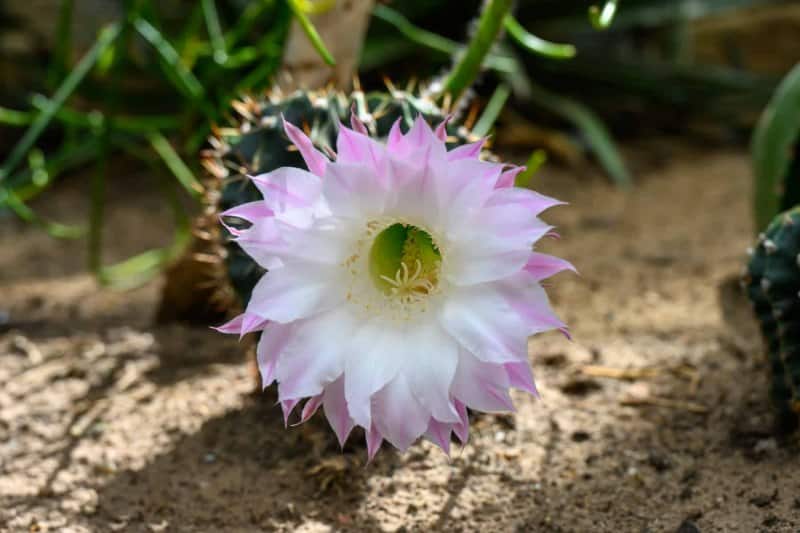 Foto-1035943-DE-Emsflower-Schmetterlingshaus-web-1920-80