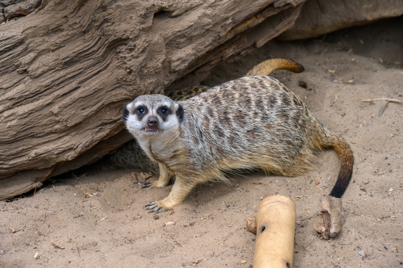 Foto-1035957-DE-Emsflower-Schmetterlingshaus-web-1920-80