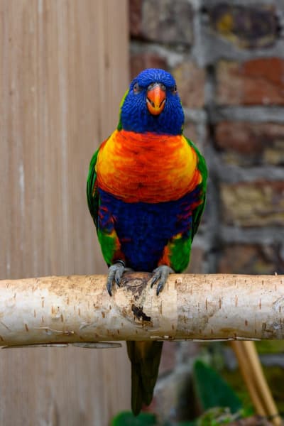 Foto-1036052-DE-Emsflower-Schmetterlingshaus-web-1920-80