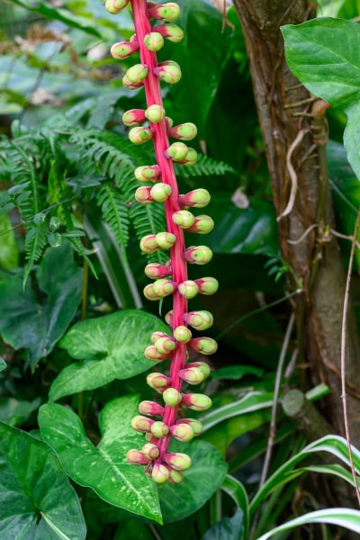 Foto-9016816-DE-Emsflower-Schmetterlingshaus-web-1920-80