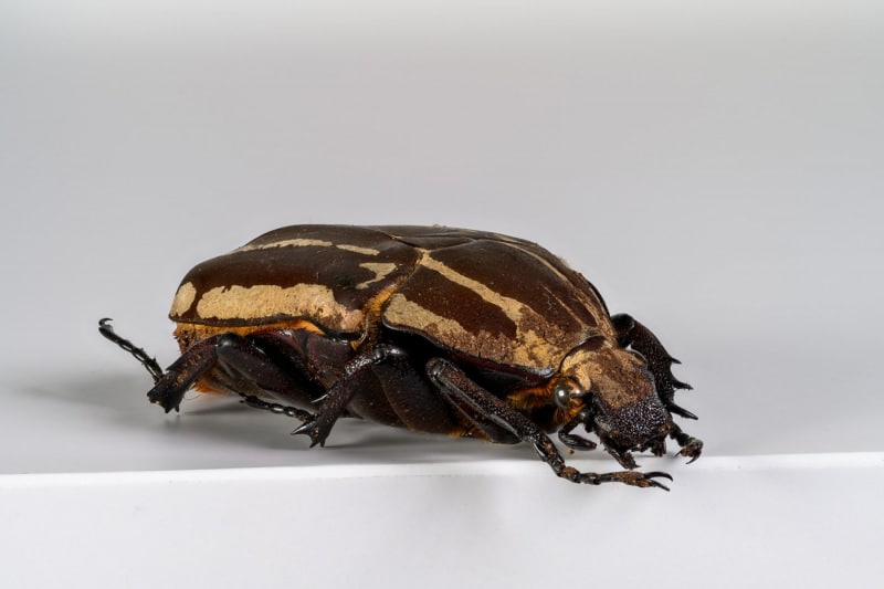 HDT10010021S80c-80-Mecynorrhina-torquata-ugandensis