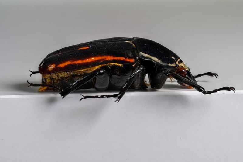 HDT1009700S80c-80-Foto-Mecynorhina-torquata-ugandensis