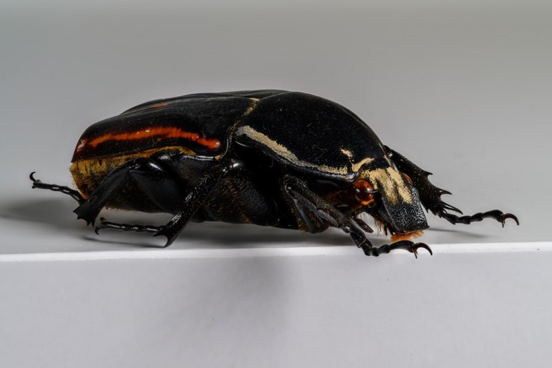 HDT1009780S80c-80-Mecynorrhina-torquata-ugandensis