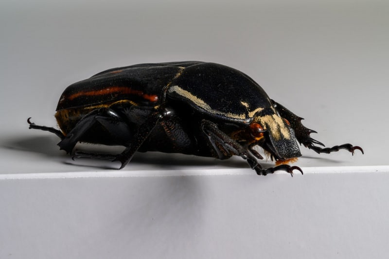 HDT1009860S80c-80-Mecynorrhina-torquata-ugandensis