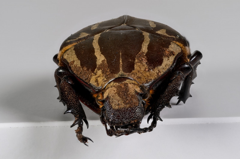 HDT1010181S80c-80-Mecynorrhina-torquata-ugandensis