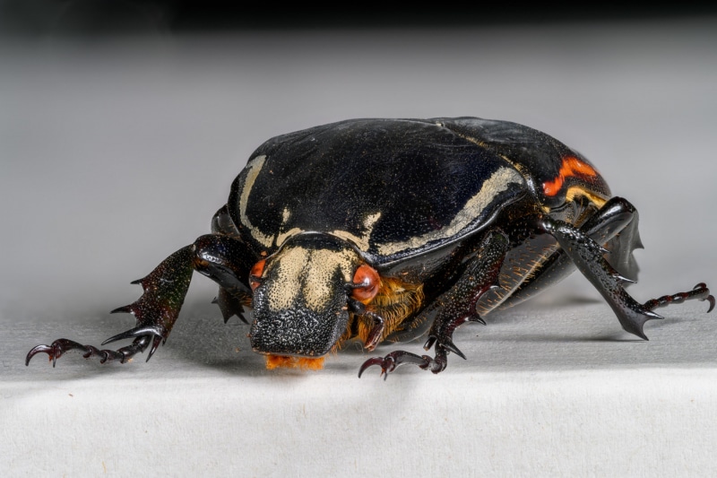 HDT1018399S70c-80-Mecynorrhina-torquata-ugandensis
