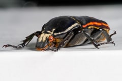 HDT1008469S70c-80-Mecynorhina-torquata-ugandensis