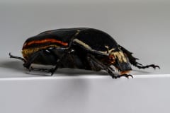 HDT1009780S80c-80-Mecynorrhina-torquata-ugandensis