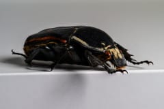 HDT1009860S80c-80-Mecynorrhina-torquata-ugandensis