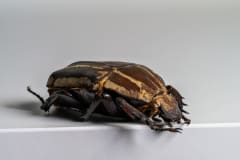 HDT1009940S60c-80-Mecynorrhina-torquata-ugandensis