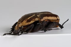 HDT1010101S80c-80-Mecynorrhina-torquata-ugandensis