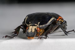 HDT1018399S70c-80-Mecynorrhina-torquata-ugandensis