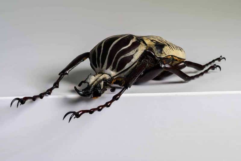 HDT1011417S100c-80-Goliatus-albosignatus