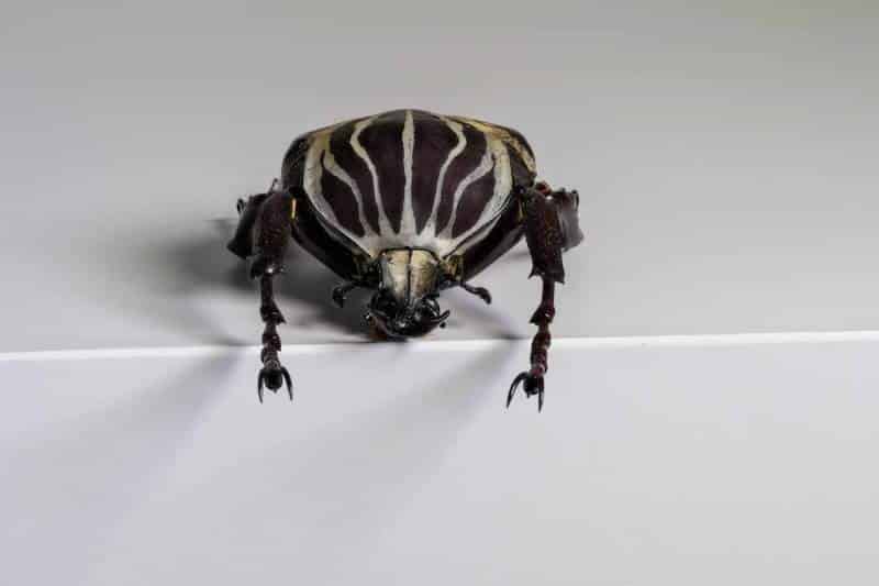 HDT1011517S80c-80-Goliatus-albosignatus
