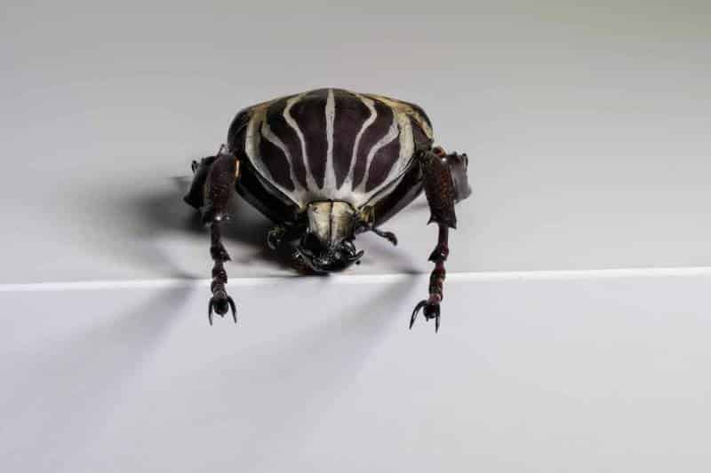 HDT1011597S80c-80-Goliatus-albosignatus