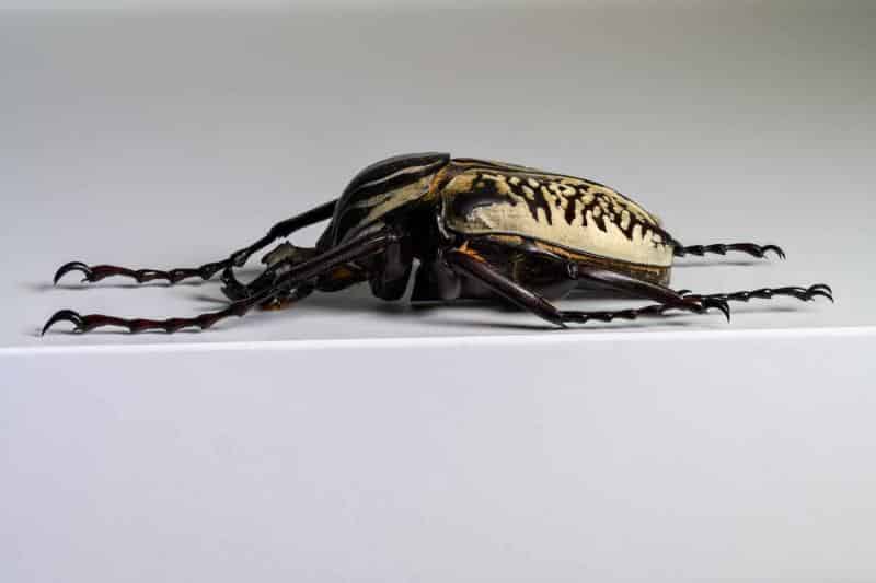 HDT1011677S80c-80-Goliatus-albosignatus