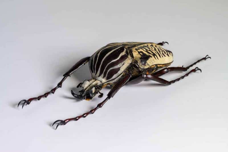 HDT1011757S100c-80-Goliatus-albosignatus