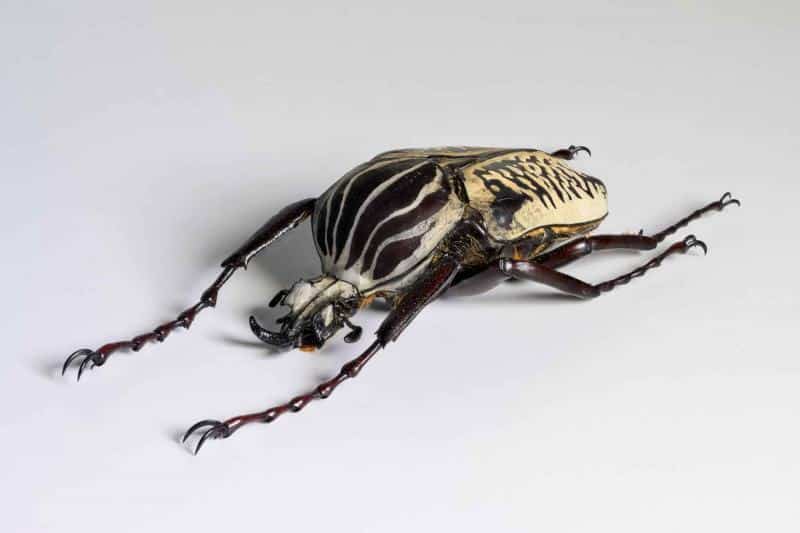 HDT1011857S100c-80-Goliatus-albosignatus
