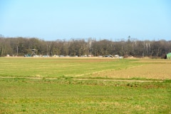 Blick von Morschenich auf den Hambacher Forst