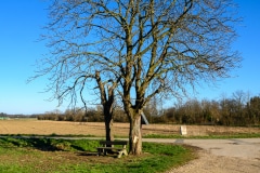 Wegkreuz unter Bäumen in Morschenich