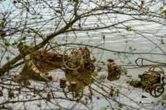 Aalkutter im Rhein bei Neuss