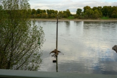 Aalkutter im Rhein bei Neuss
