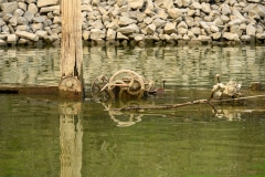 Aalkutter im Rhein bei Neuss