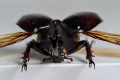 HDT1010421S80c-80-Xylotrupes-gideon