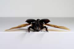 HDT1010581S80c-80-Xylotrupes-gideon